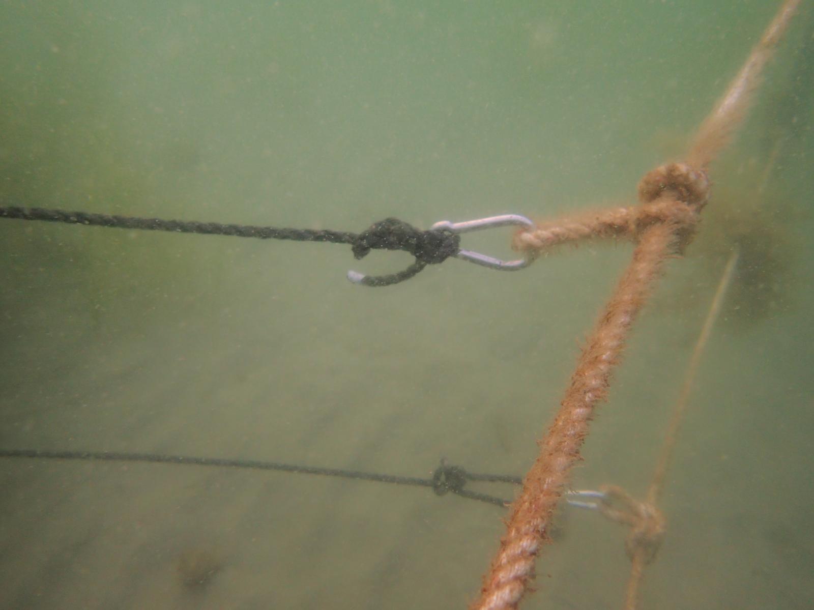 海中に設置したロープの一部