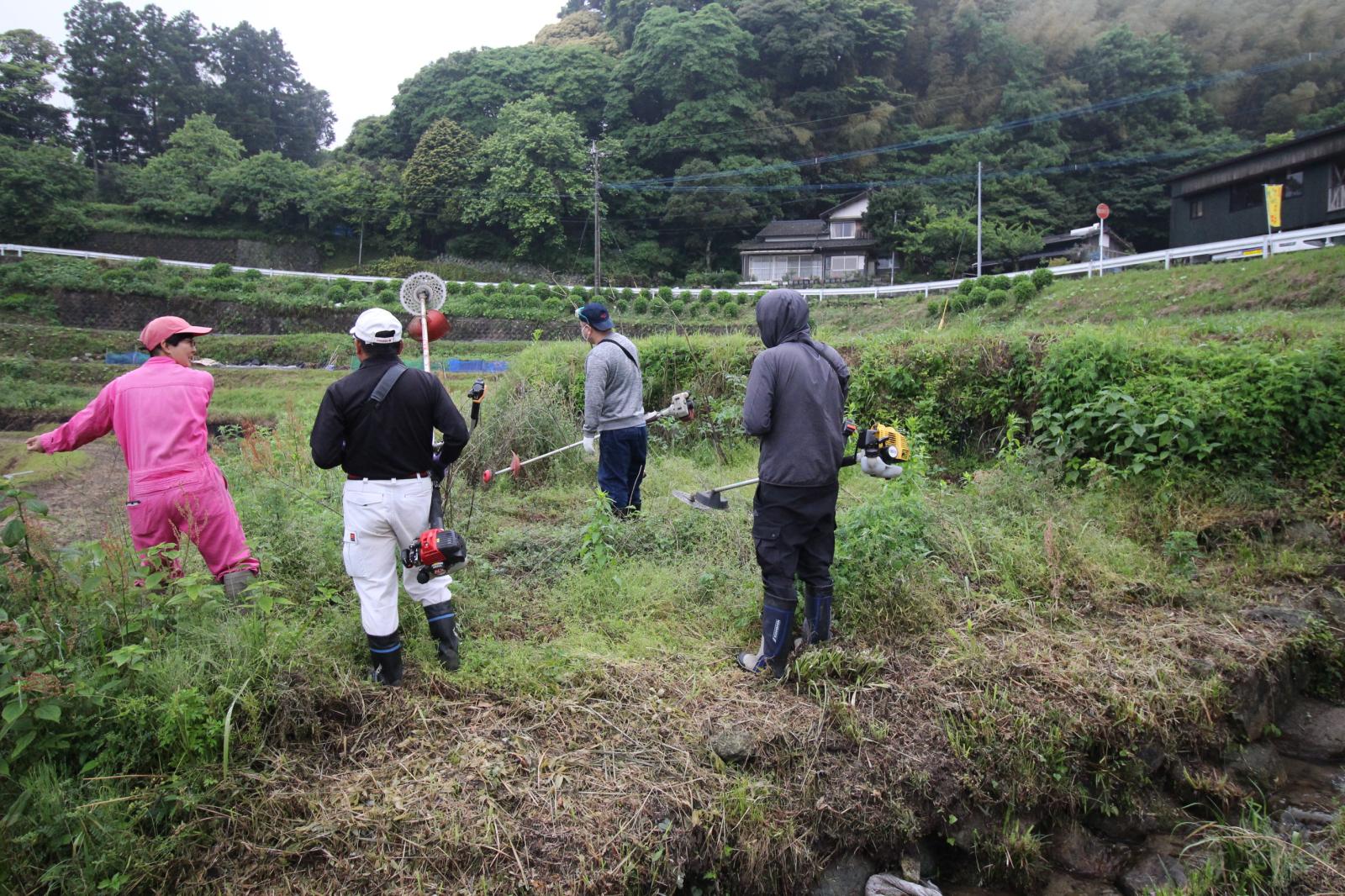 棚田で草刈り